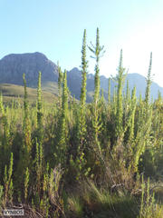Cliffortia phillipsii