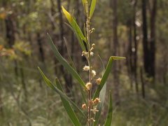 Acacia baeuerlenii