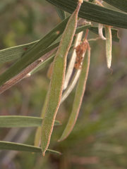 Acacia baeuerlenii