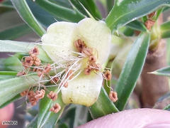 Cliffortia phillipsii