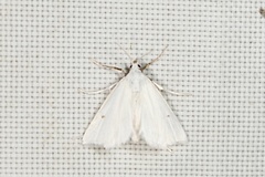 Leptosteges vestaliella