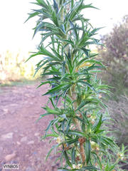 Cliffortia phillipsii
