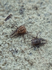 Caeculidae