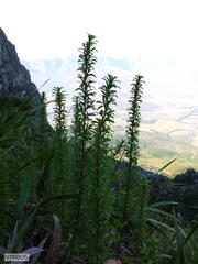 Cliffortia phillipsii