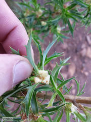 Cliffortia phillipsii