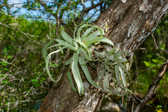 Tillandsia streptophylla