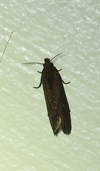 Cryptaspasma