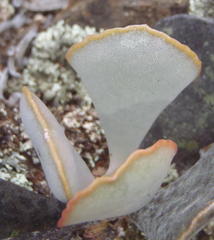 Adromischus triflorus