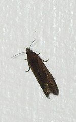 Cryptaspasma