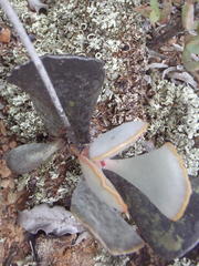 Adromischus triflorus
