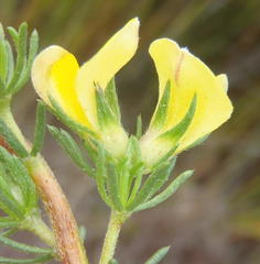 Aspalathus opaca opaca