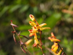 Corydalis raddeana