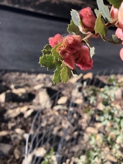 Andricus crystallinus