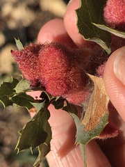 Andricus crystallinus