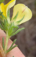 Aspalathus opaca opaca