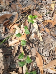 Goodenia rotundifolia