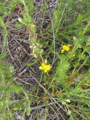 Aspalathus opaca opaca