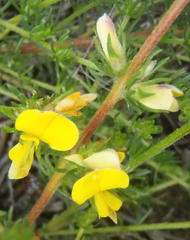 Aspalathus opaca opaca