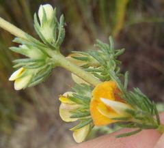 Aspalathus opaca opaca