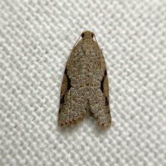 Meritastis piperata