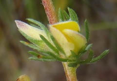 Aspalathus opaca opaca