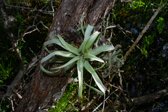Tillandsia streptophylla