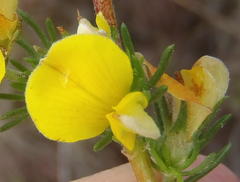 Aspalathus opaca opaca