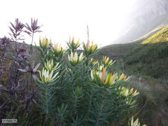 Leucadendron sessile