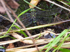 Cephalaeschna patrorum