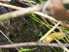 Cephalaeschna patrorum