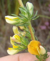 Aspalathus opaca opaca