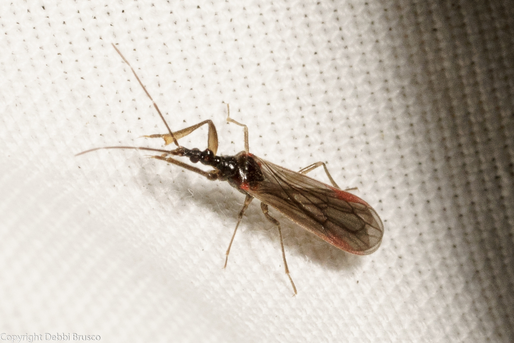 Enicocephaloidea