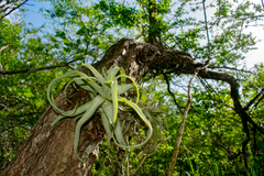 Tillandsia streptophylla