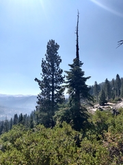 Pinus contorta murrayana