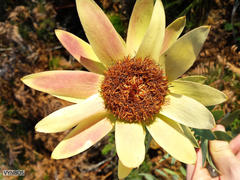 Leucadendron sessile