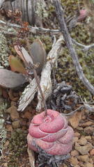 Crassula hemisphaerica