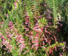 Erica curviflora curviflora