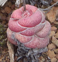 Crassula hemisphaerica