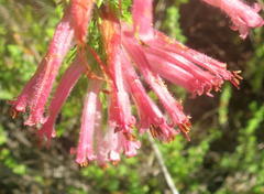 Erica curviflora curviflora