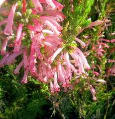 Erica curviflora curviflora