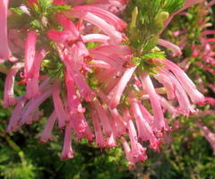 Erica curviflora curviflora