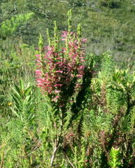 Erica curviflora curviflora