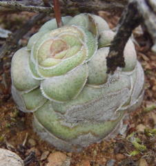 Crassula hemisphaerica