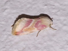 Schinia regina