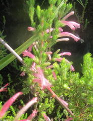 Erica curviflora curviflora