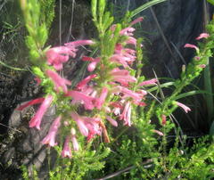 Erica curviflora curviflora