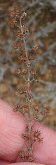 Crassula hemisphaerica