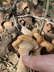 Hydnum ferruginescens