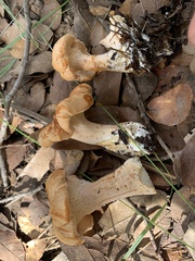 Hydnum ferruginescens