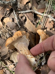 Hydnum ferruginescens